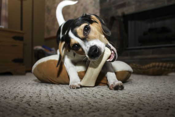 Dog eating a bone