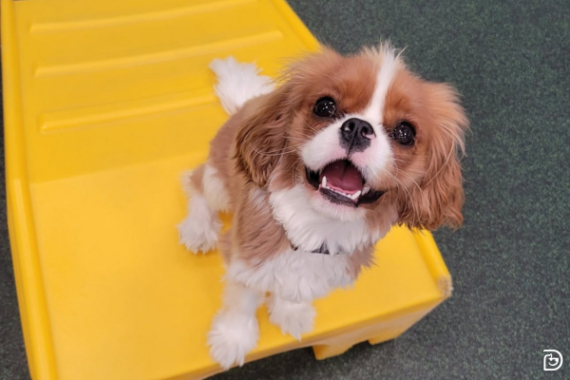 A small Cavalier King Charles Spaniel dog sitting on play equipment in dog daycare playroom at Dogtopia