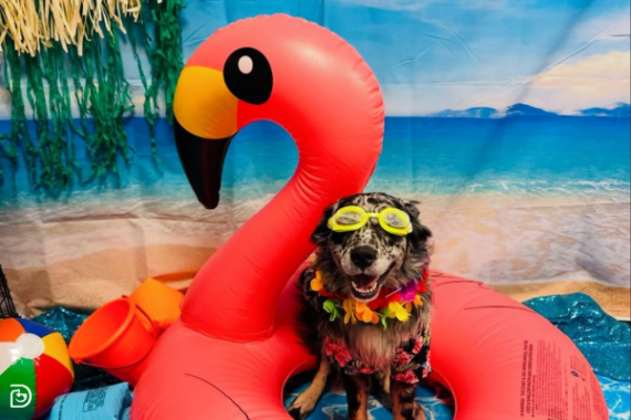 A dog at a Dogtopia daycare photoshoot wearing swim goggles and beach wear and sitting in an inflatable flamingo pool floatie in front of a beach backdrop.