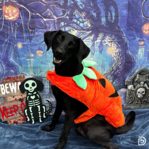 Dog wearing a plush pumpkin costume in front of a Halloween-themed backdrop at Dogtopia daycare