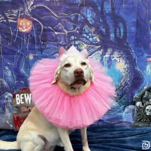 Dog wearing a pink tutu and crown Halloween costume in front of a Halloween-themed backdrop at Dogtopia daycare
