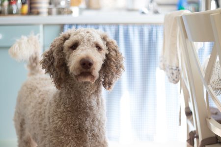 A dog in the kitchen