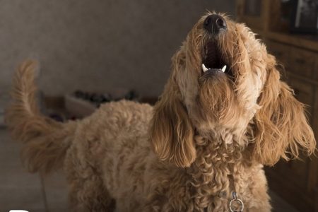 dog howling