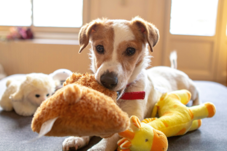 A small dog laying on a bed with a plush dog toy in their mouth