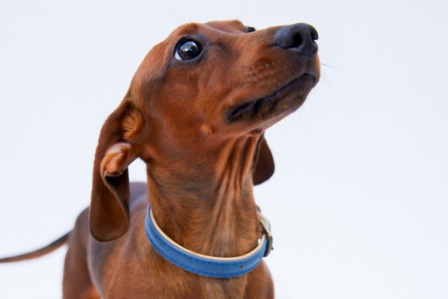 A brown Dachshund dog breed with a blue collar against a white backdrop