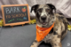 A dog wearing an orange Dogtopia-branded bandana sitting in front of a Dogtopia photoshoot backdrop with a sign that says "bark to school"