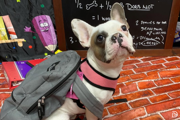 Tips to Navigate Your Dog’s Separation Anxiety During Back-to-School Season