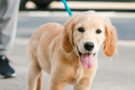 A Golden Retriever puppy outside on a leash with pet parent behind them