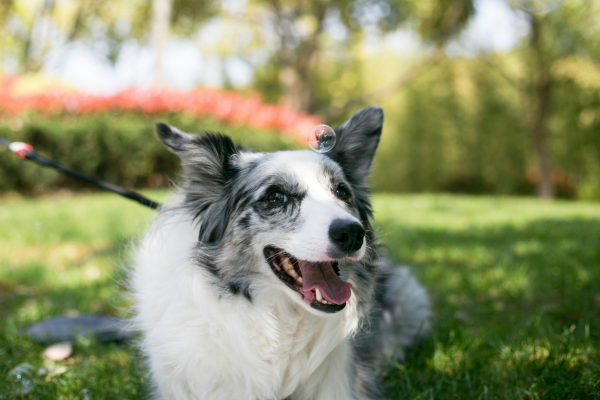 Bug Bites & Stings: Protecting Your Dog from Mosquitoes, Fleas, and Ticks
