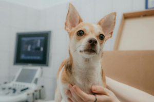 A dog in a vet office
