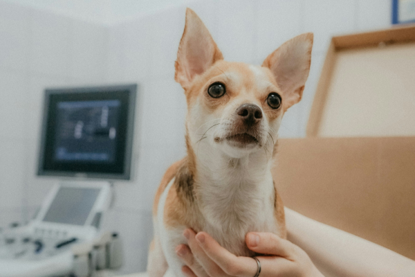 What Pet Parents Should Know About Dog First Aid Before an Emergency