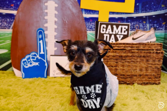 A small dog wearing a bandana that says Game Day on it. There is a football-themed background with props related to game day, including a large football