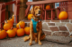 A dog sitting in front of a house that has a small group of orange pumpkins