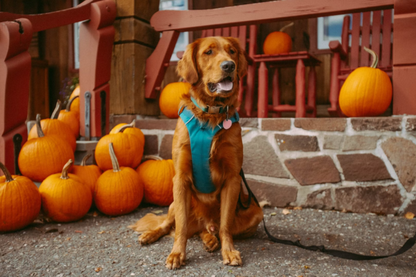Trick or Treat: Get Your Dog Ready for Halloween