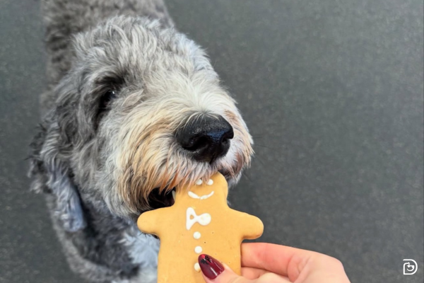 Bake for Your Dog During the Holidays: Treat Recipes