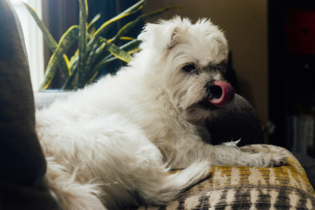 Small white dog laying on couch with tongue out