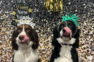Two dogs wearing "Happy New Year" headbands in front of a sparkly background
