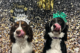 Two dogs wearing "Happy New Year" headbands in front of a sparkly background