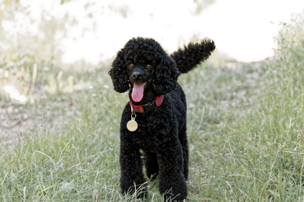Are Poodles Playful Dogs? What to Expect in a Dog Daycare Setting