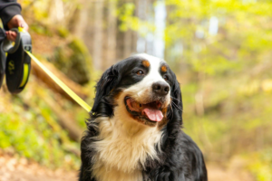 A smiling dog on a leash in the forest with pet parent