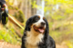 Building Canine Confidence: Simple Steps to Help Your Nervous Pup Socialize