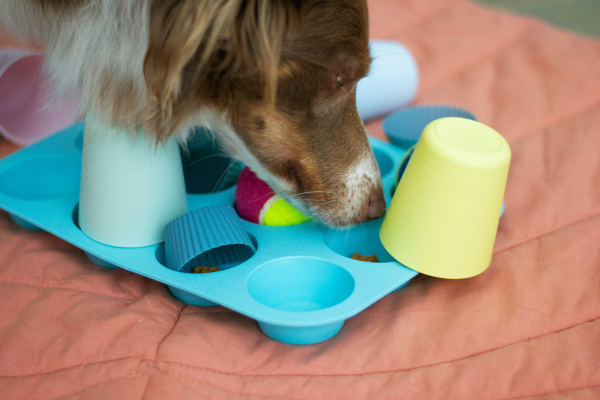 5 Easy Scent Games You Can Try at Home with Your Dog