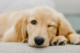 A lab puppy resting with one eye open