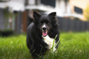 A Border Collie dog outside in the grass
