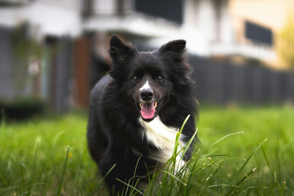 A Border Collie dog outside in the grass