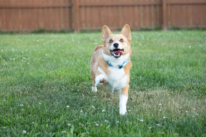 A corgi dog outside on grass in a fenced-in space.