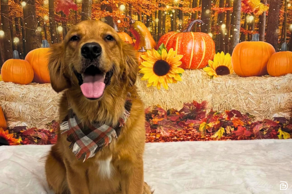 Dogs & Thanksgiving: Dos & Don’ts