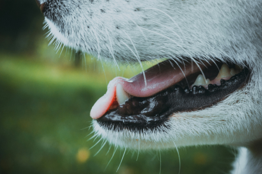 5 Things You Should Know about Dog Teeth Loss