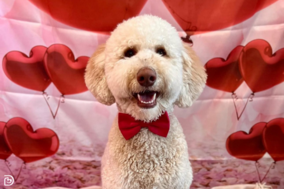 A dog wearing a red bowtie in front of a backdrop that has red, heart-shaped balloons for Valentine's Day.