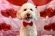 A dog wearing a red bowtie in front of a backdrop that has red, heart-shaped balloons for Valentine's Day.