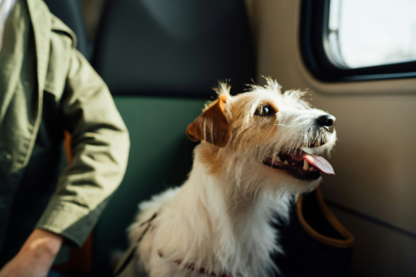Holiday Travel Prep: Tips for Stress-Free Trips with Your Dog