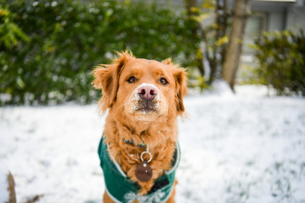 Dogs in Snow: What to Know