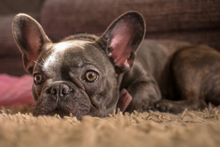 A small brown French bulldog laying down on a brown fuzzy carpet