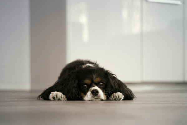 Is Your Dog Lonely? Here’s How to Tell