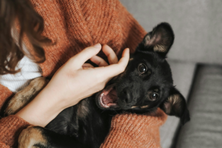 A person holding a small dog in their arms