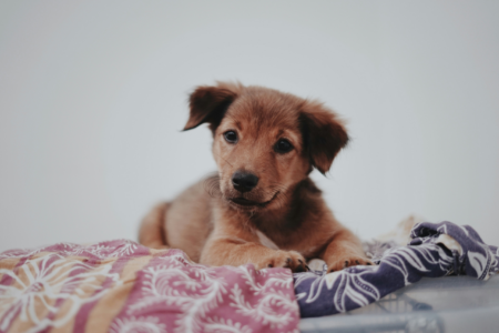 Brown short coated puppy dog, retriever breed, lying on a blue, white, and pink textile
