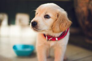 A small puppy, Golden Retriever, wearing a red collar