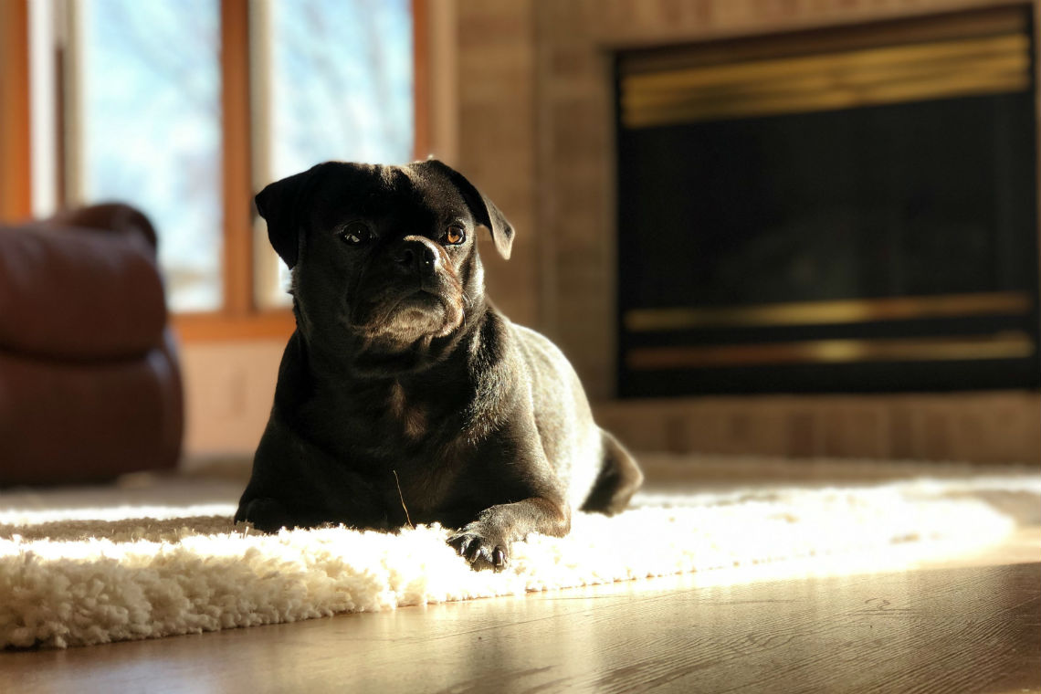 Dog lying on carpet