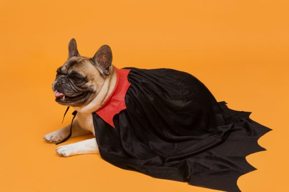 Pug in a vampire cape