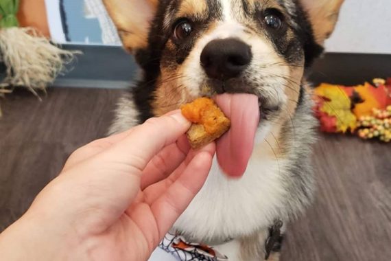 Worker giving a dog a treat