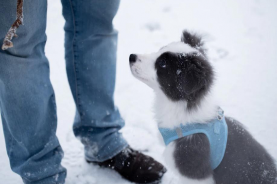 Puppy sitting in the snow