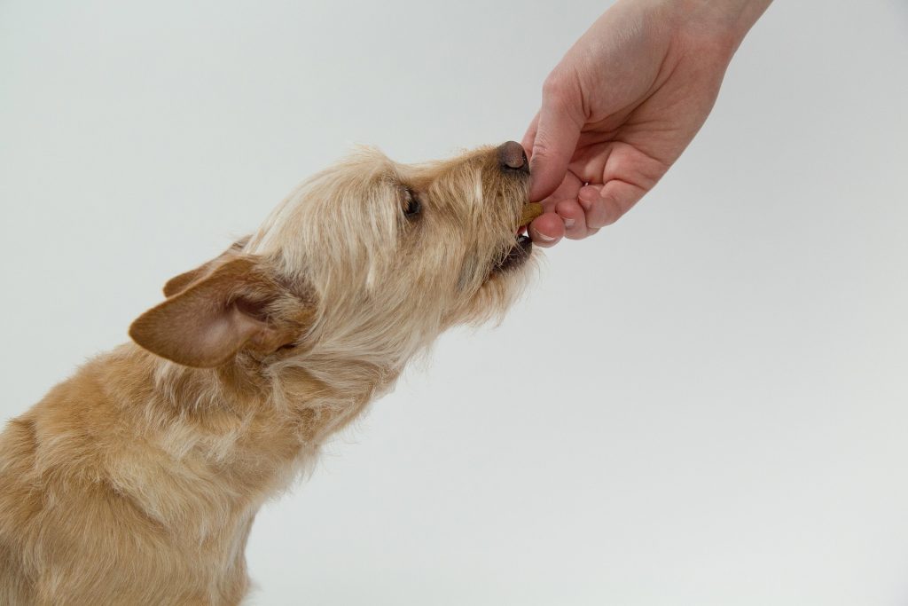 Person feeding a dog a treat