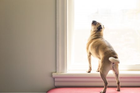 pug looking out a window