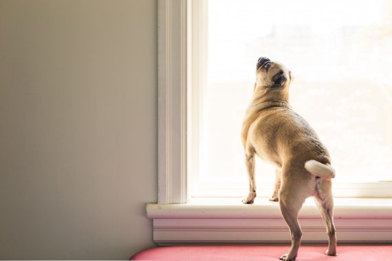 pug looking out a window