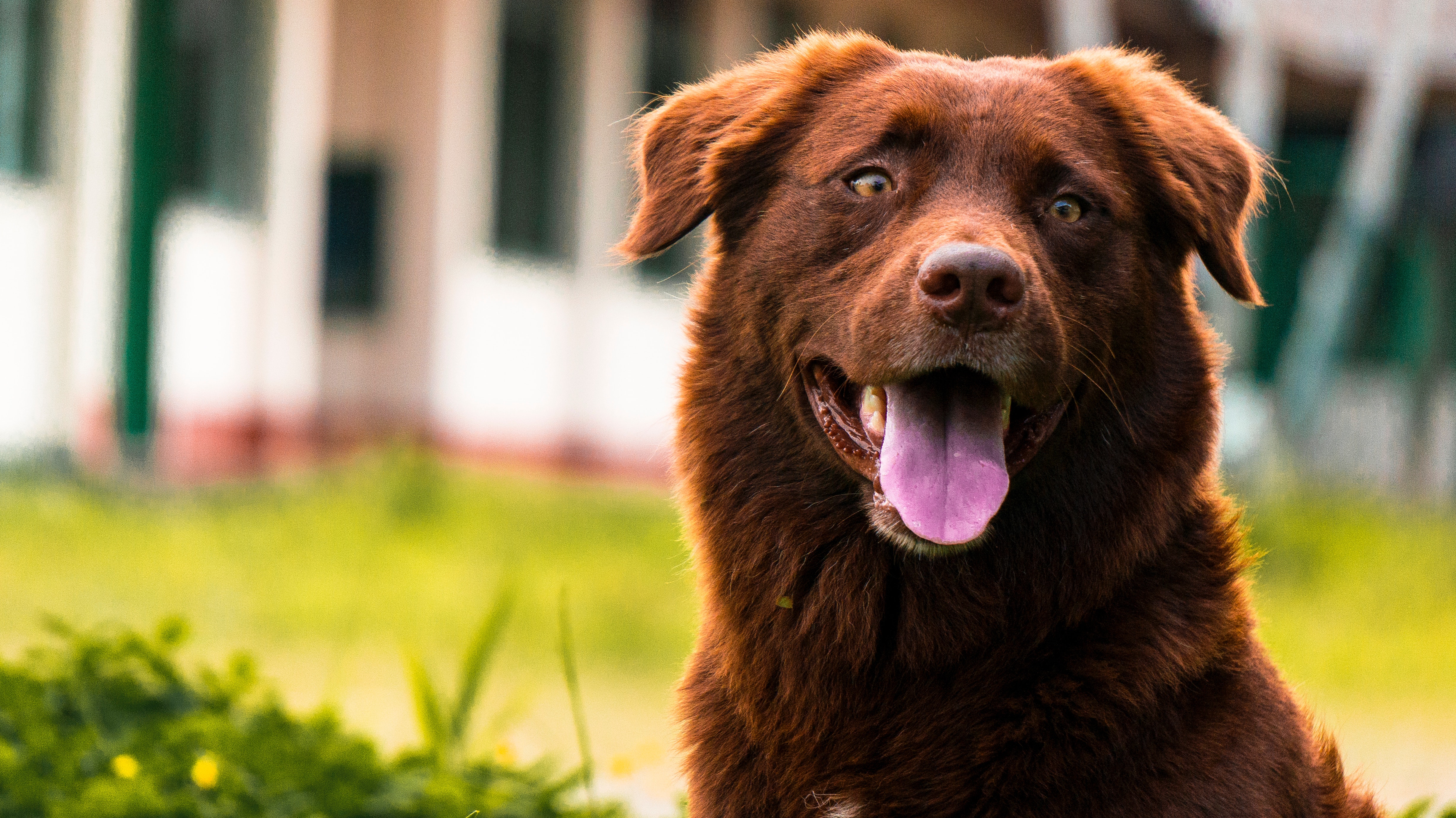 Dog outside