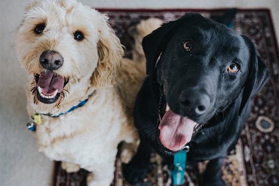 Two dogs on rug looking up to camera